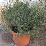 thymus_capitatus_offerta_piante_mediterranee